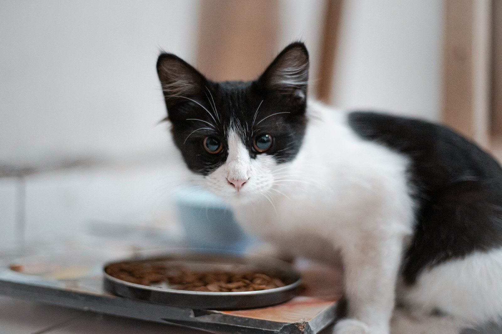 Best Automatic Cat Feeders of 2026: Tested Picks for Wet Food, Multi-Cat Homes & Picky Eaters