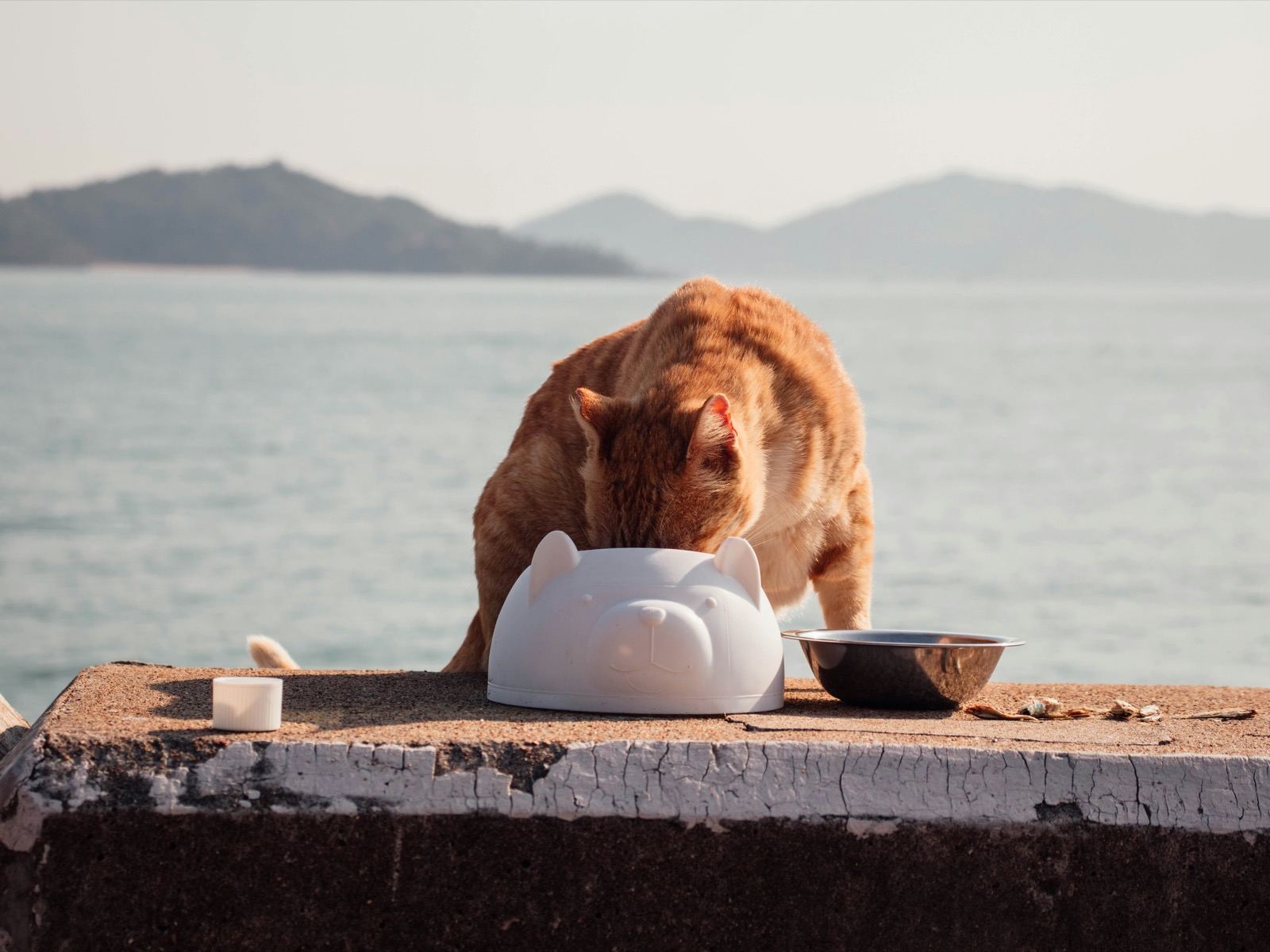 Best Ceramic Cat Bowls of 2026: Top Picks for Whisker Fatigue, Elevated Feeding & Easy Cleaning