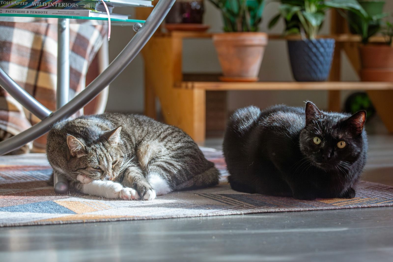 Best Microchip Cat Feeders of 2026: Stop Food Stealing in Multi-Cat Homes
