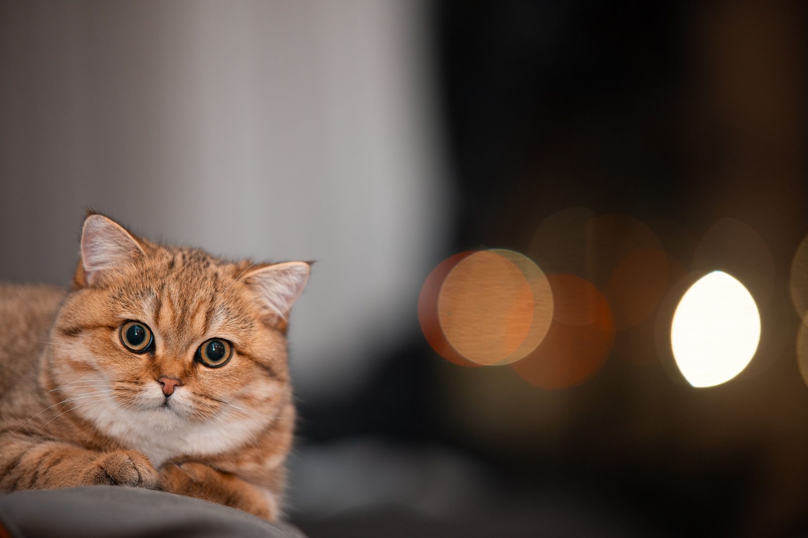 Cat Years to Human Years: The Complete Chart & Calculator (Vet-Sourced)