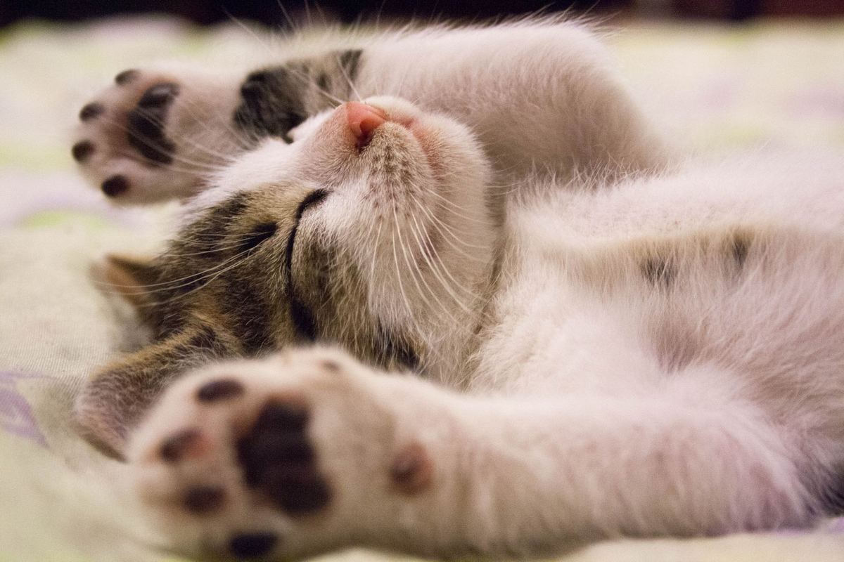New Cat Owner Checklist: The First 30 Days (Including the 3-3-3 Rule)