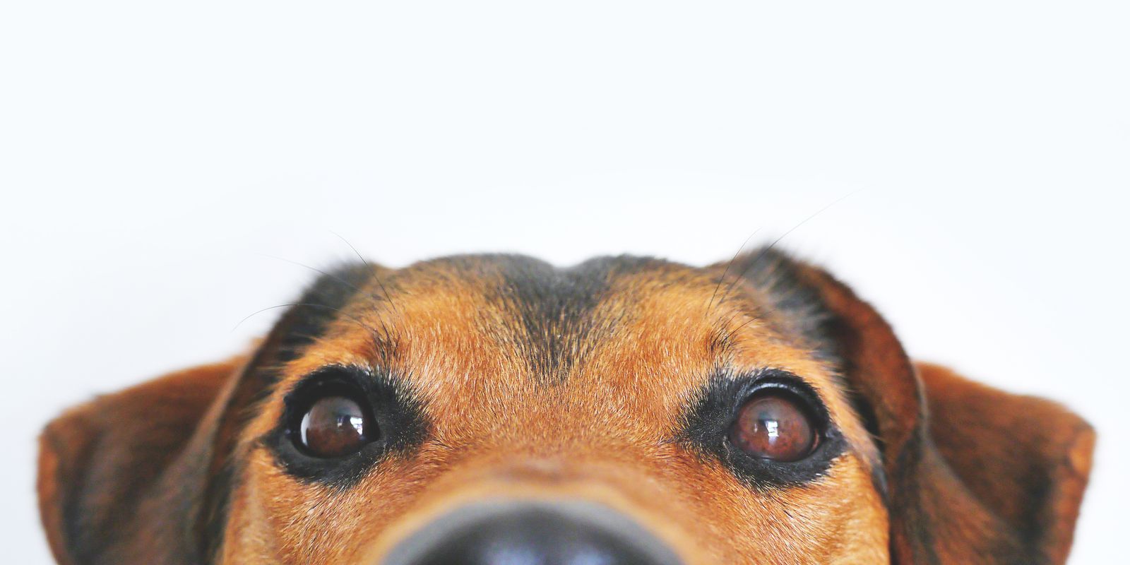 New Puppy Essentials Checklist: The First 30 Days (Including the 3-3-3 Rule)