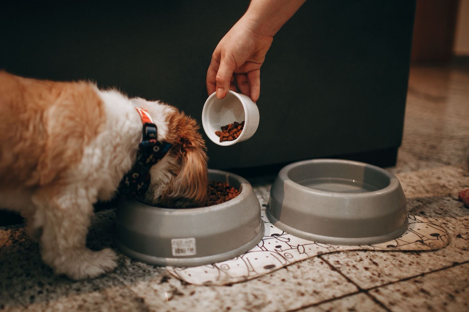 Pedigree Canned Dog Food Recall (July 2026): Affected Lot Codes & What To Do