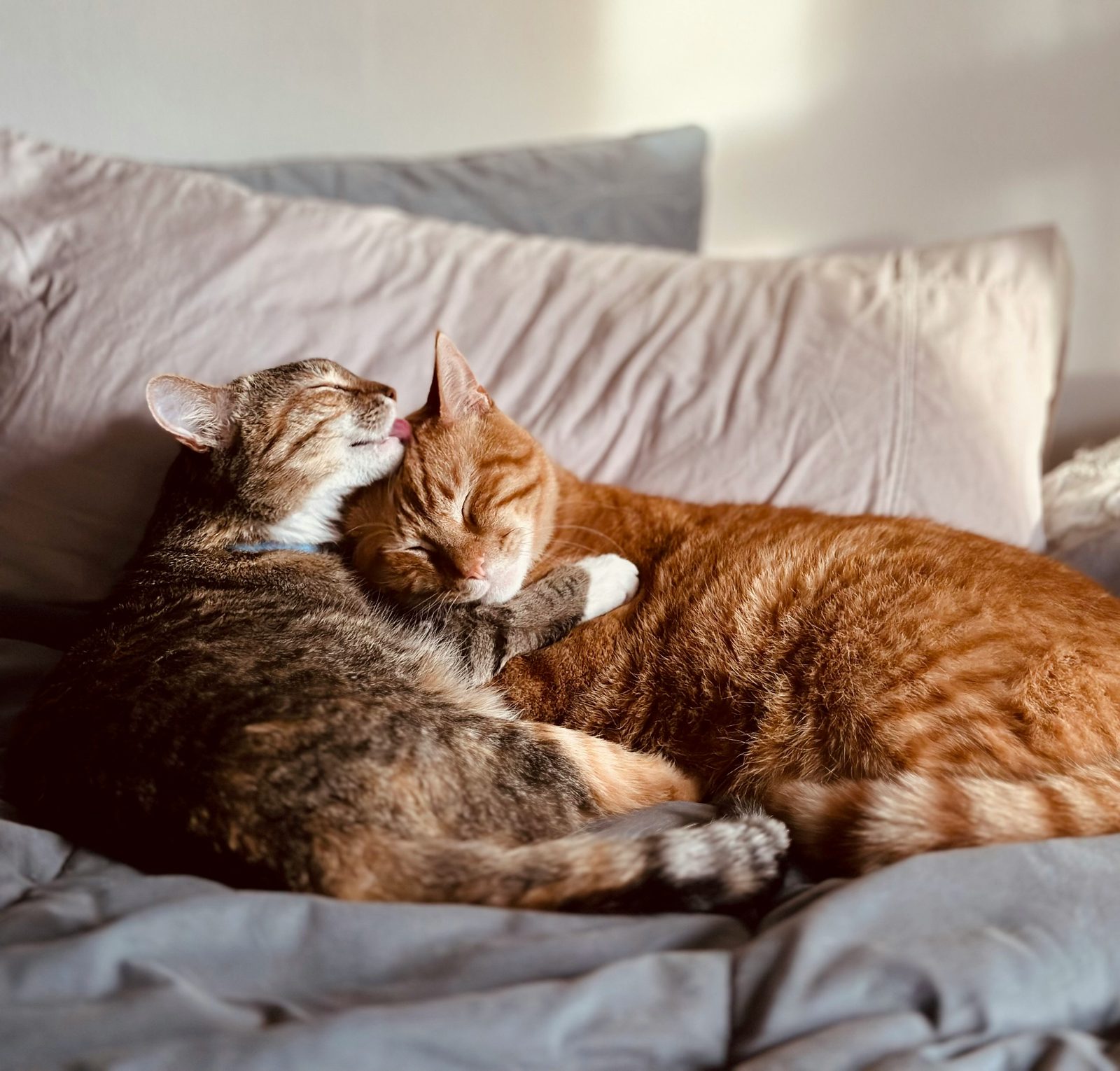 Resident Cat Bullying New Kitten? How to Reset the Introduction