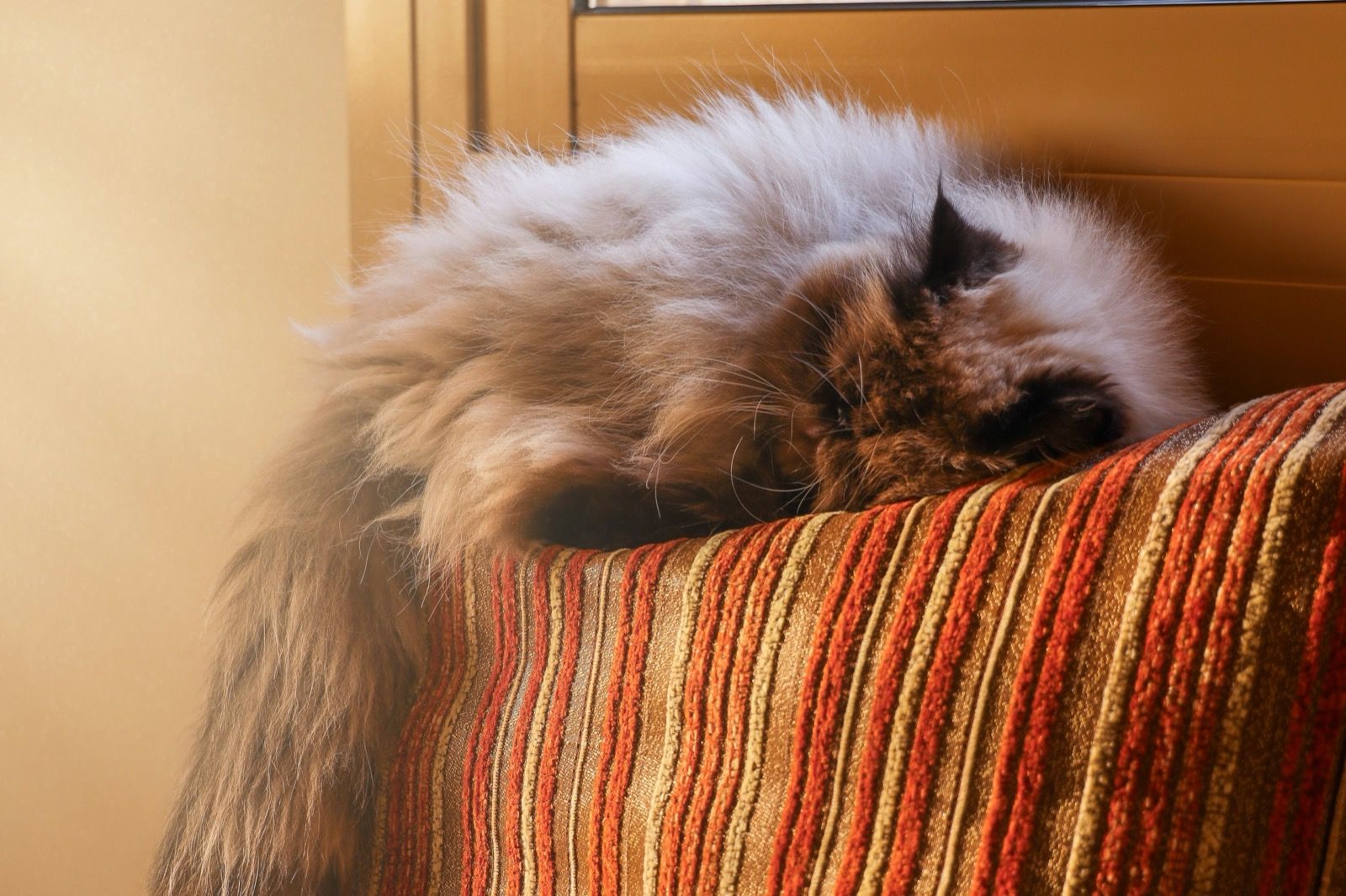 When Is It Time to Say Goodbye to Your Cat? A Quality-of-Life Guide
